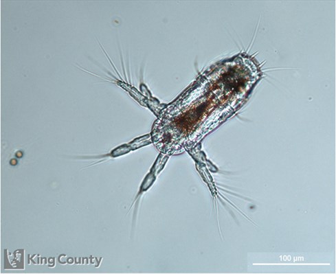 Photo of Copepoda: larval stages